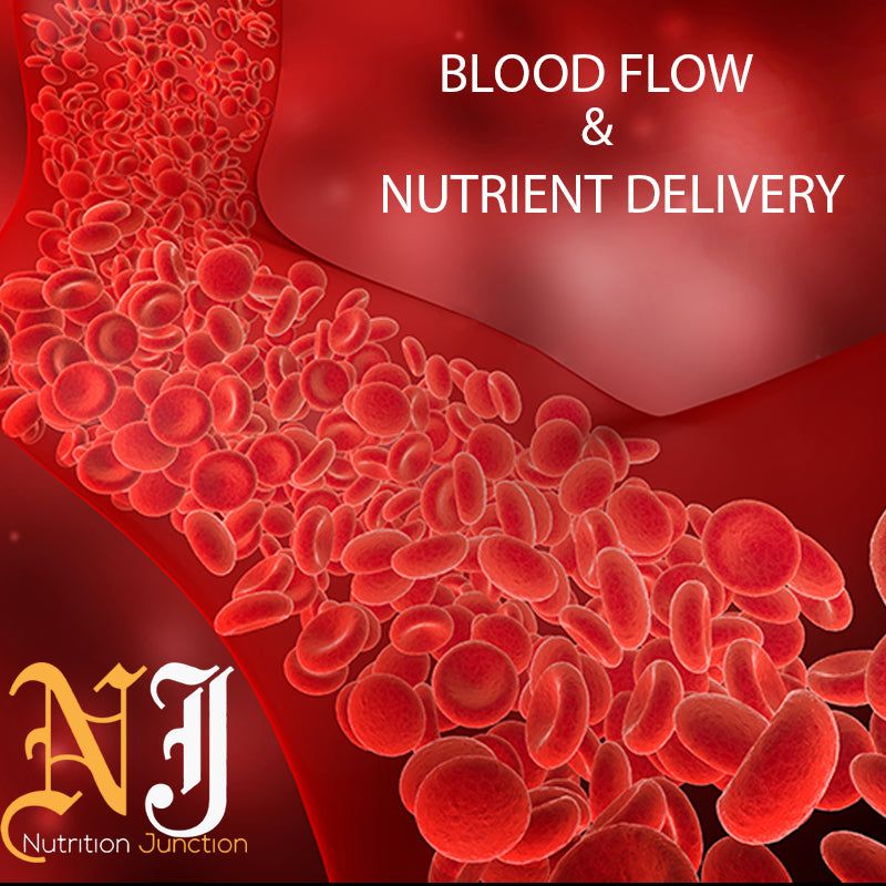 Blood Flow & Nutrient Delivery